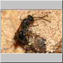 Dipogon subintermedius - Wegwespe 06b 7mm Sandgrube Niedringhaussee - beim Nestverschluss.jpg